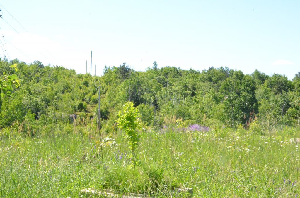 Image from Hubert's Habitat opening
