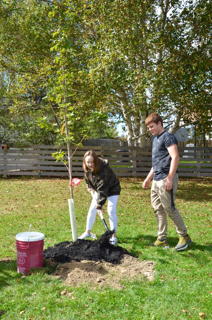 an image of students planting trees