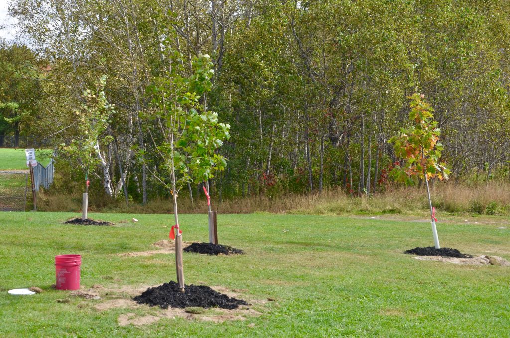 School grounds with trees planted