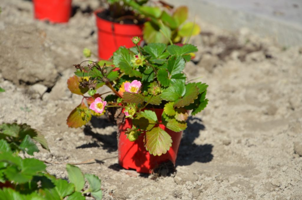 An image of a plant
